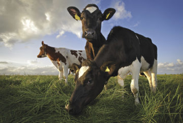 Cows at Qualco Biodigester