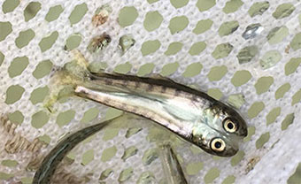 Conjoined twin chum salmon nahuli sa bitag