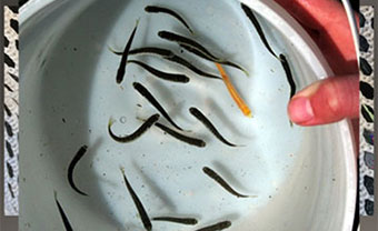 Albino chum salmon caught at smolt trap