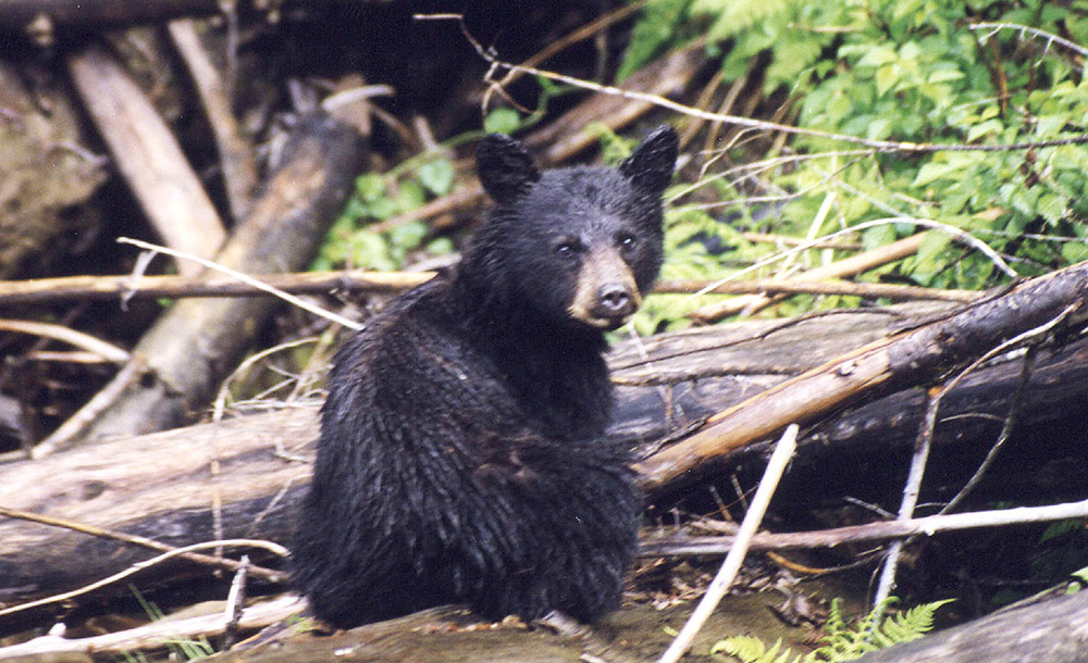 Black Bear gần Spada Lake Reservoir