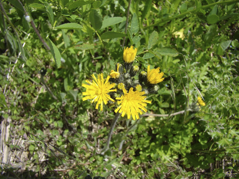 Hawkweed เรียบ สายพันธุ์ที่รุกราน