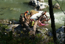 PUD workers placing logs for Salmon habitat