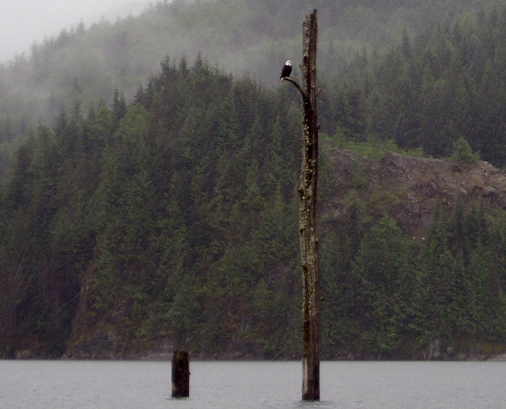 Eagle on snag