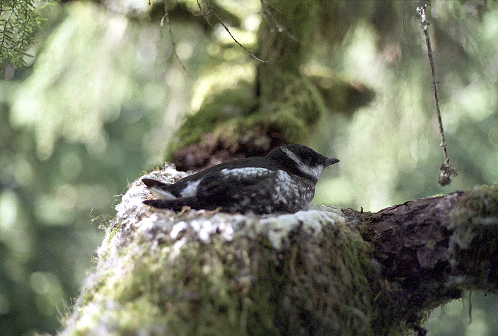 Anidación de mérgolas jaspeadas