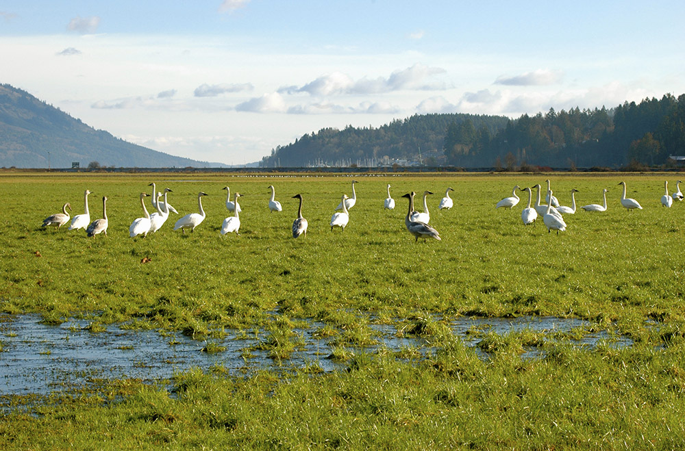 Trumpeter swans