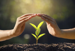 Hands protecting seedling