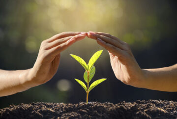 Hands protecting seedling