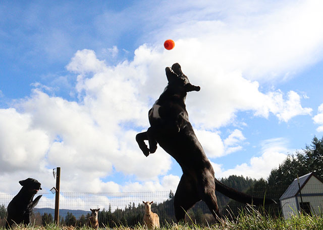 dog catching ball, lillian, grade 10