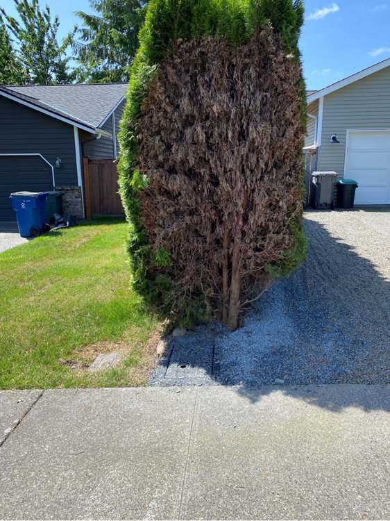 Photo obstruction example: a large cypress tree has been trimmed to allow for meter access.