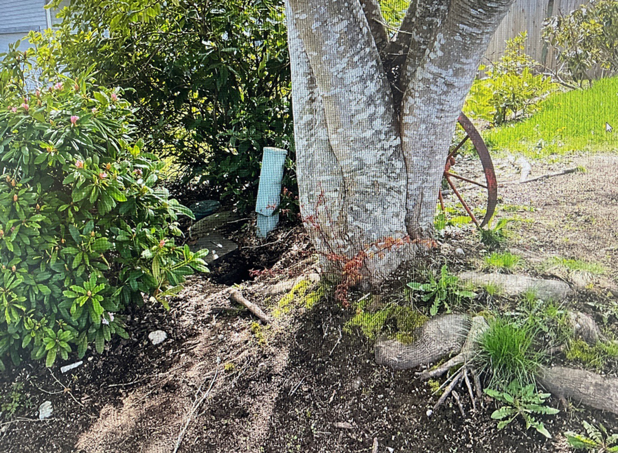 Meter obstruction photo showing tree roots encroaching on meter