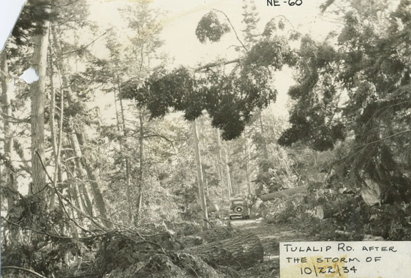 Huge logs litter a road surrounding a 1930s vehicle deep in the woods