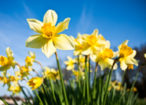 Spring Equinox