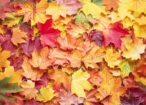 Autumn Equinox