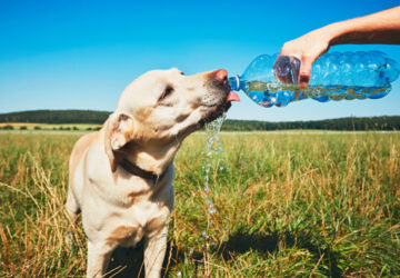 Tips for beating the heat