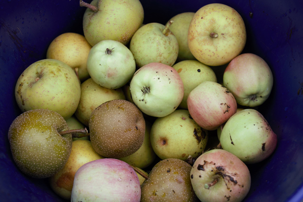 Greenish red apples harvested from the Food Forest