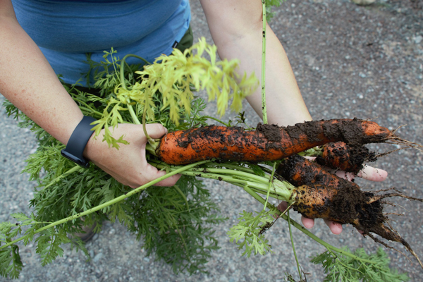 Carrots fresh out of the Food Forest