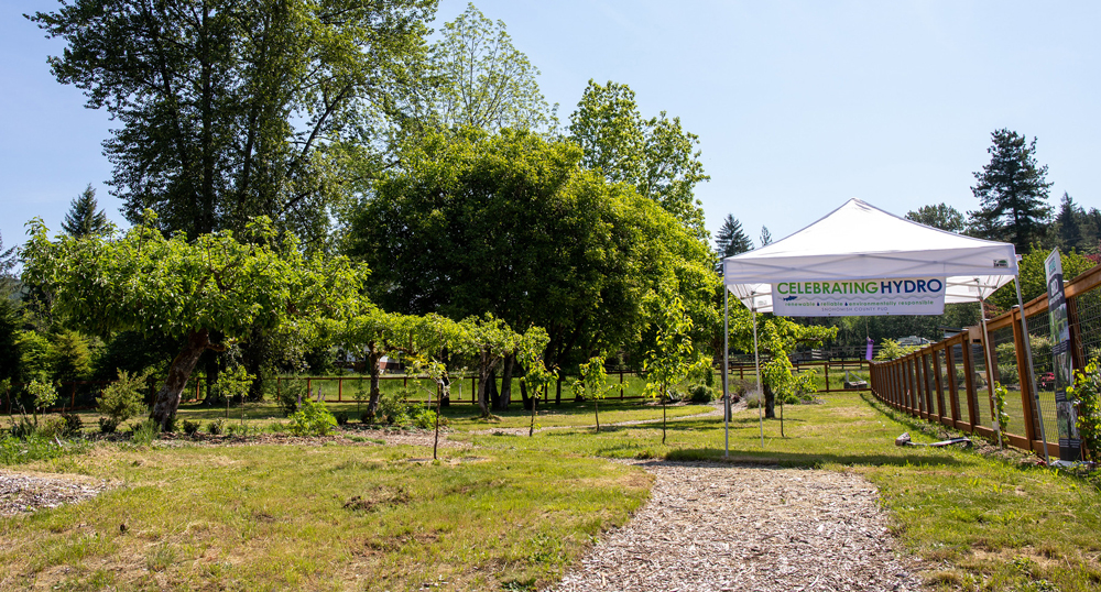 Food forest on sunny day with fruit trees