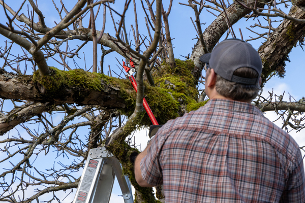 Man pruning fruit tree under blue sky