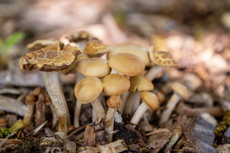Mushrooms thriving at the Food Forest
