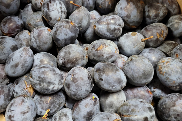 A great pile of plump purple plums from the Food Forest