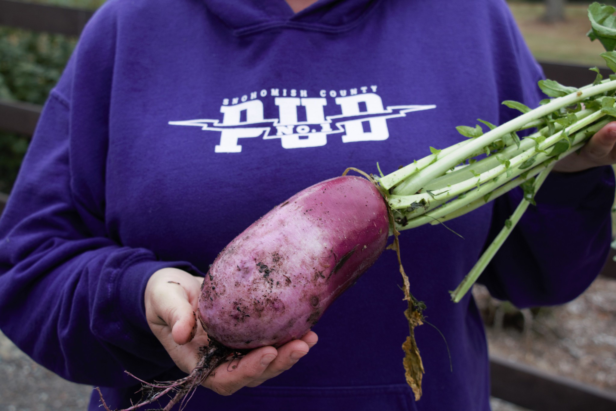 Art of person in purple sweatshirt holding purple radish