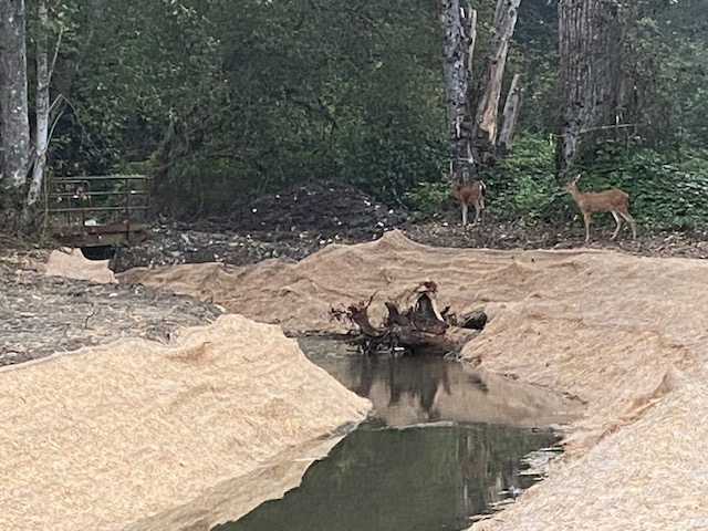 Two deer stand by the newly created side-channel on the Sultan River created to enhance salmon habitat