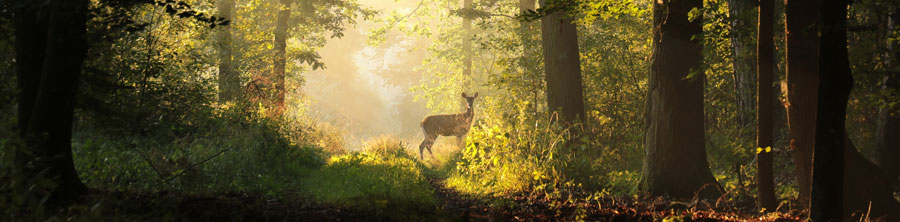 Deer standing on sunlit trail in deep forest