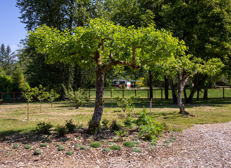 A bright green tree with a diverse group of smaller plants flourishing in its shadow