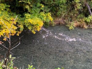 Pink salmon spawning