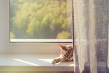 Gray cat contentedly sleeping on sunny windowsill, half hidden by gauzy curtain