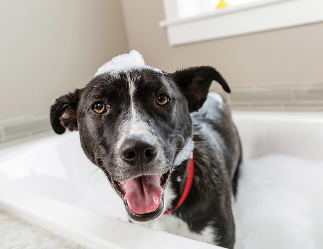 Dog covered in bubbles looking out from bathtub 
