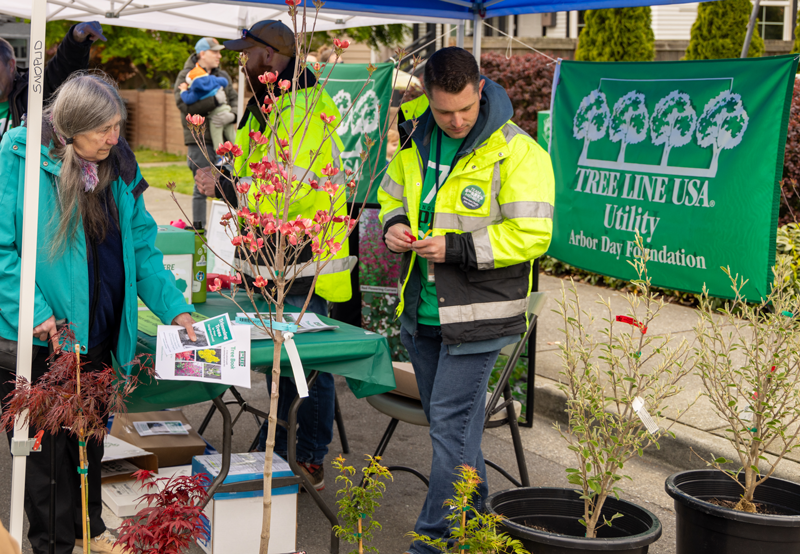 PUD vegetation management professional talking about tree giveway with customer next to maples and other utility-recommended trees