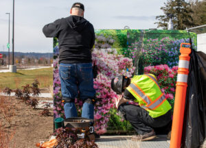 Two workers installing brightly colored rhododendron wrap on utility box