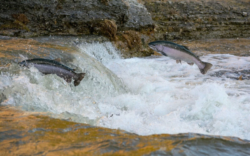 Return of the Salmon Festival