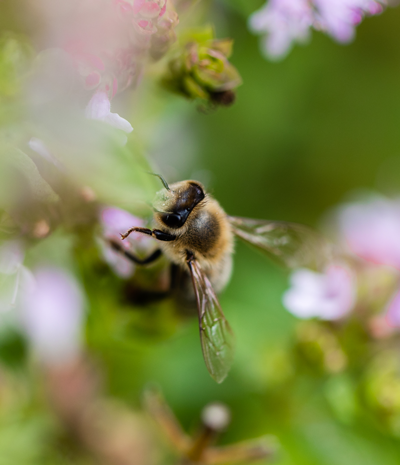 Bee holding on to pink flower in a green leafy landscape