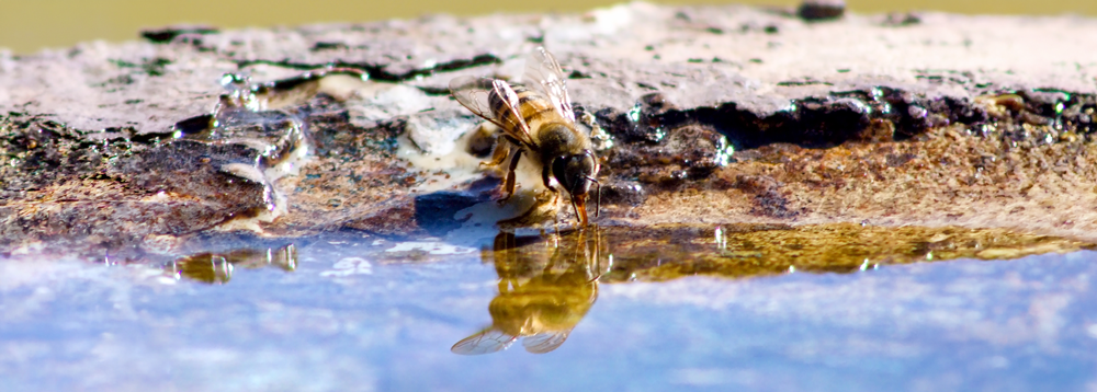 Bee drinks from clear pool