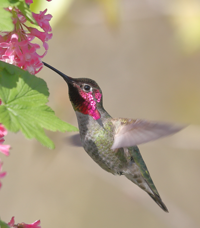 A hummingbird sips from a pink flower