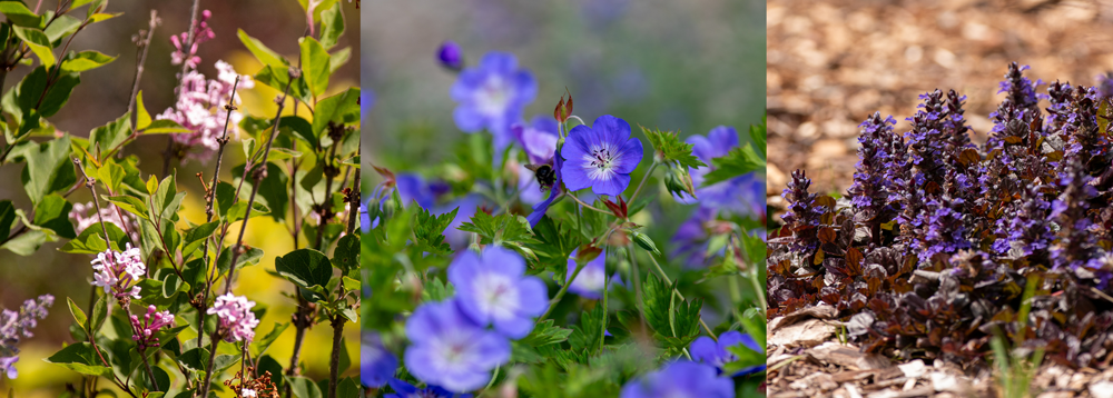 A bright purple flower on dark green foliage