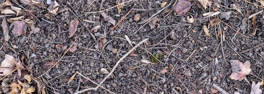 Dirt, bark, leaves and other natural debris scattered on soil
