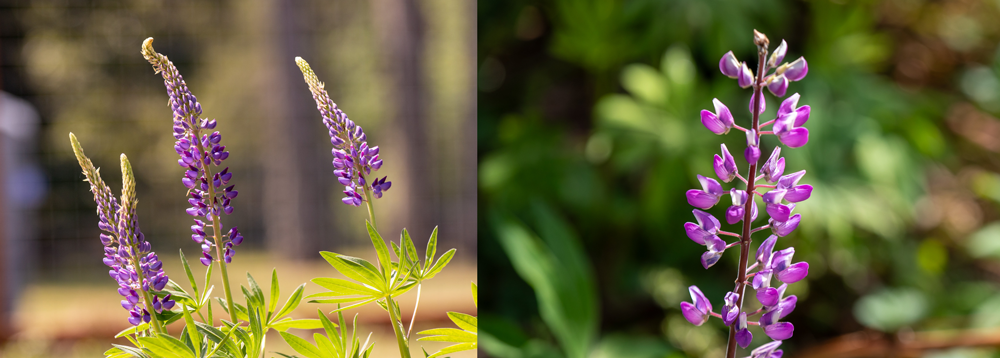 Three photos of flowering shurbs native to the Pacific Northwest
