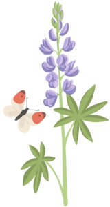 Illustration of a pale white butterfly with orange wing tips flying beside a purple lupine flower with green leaves.
