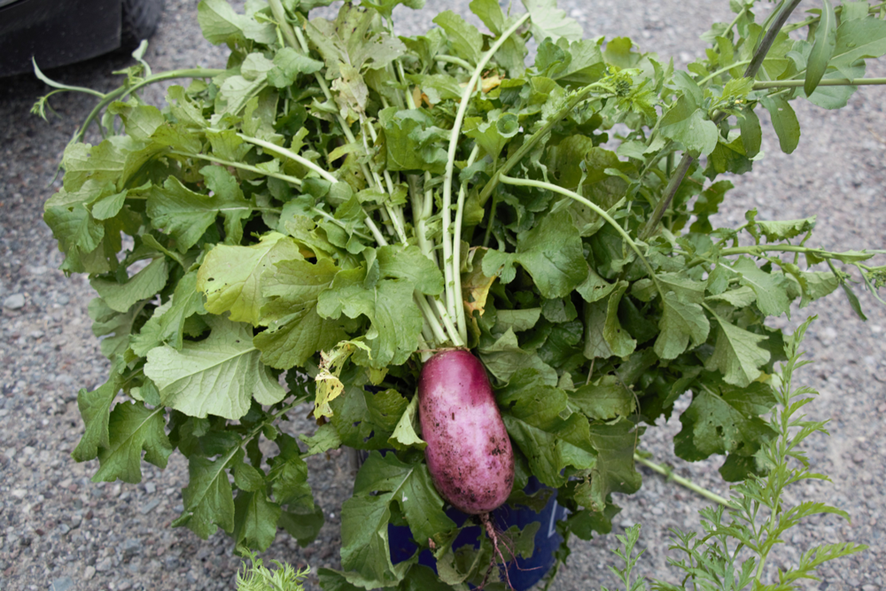Beautiful red radish with lush greenery