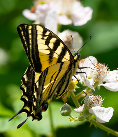 A swallowtail butterfly on a blackberry flower
