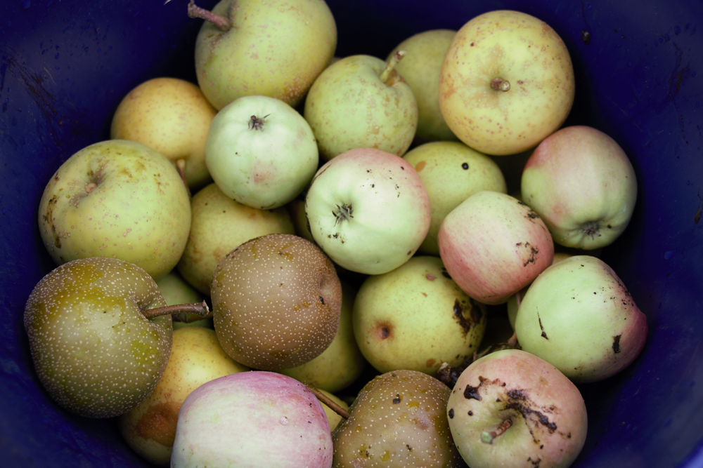 Bucket of freshly harvested apples
